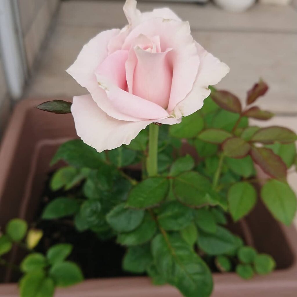 いただきものの薔薇があまりに可愛かったので挿し木に初挑戦しました。