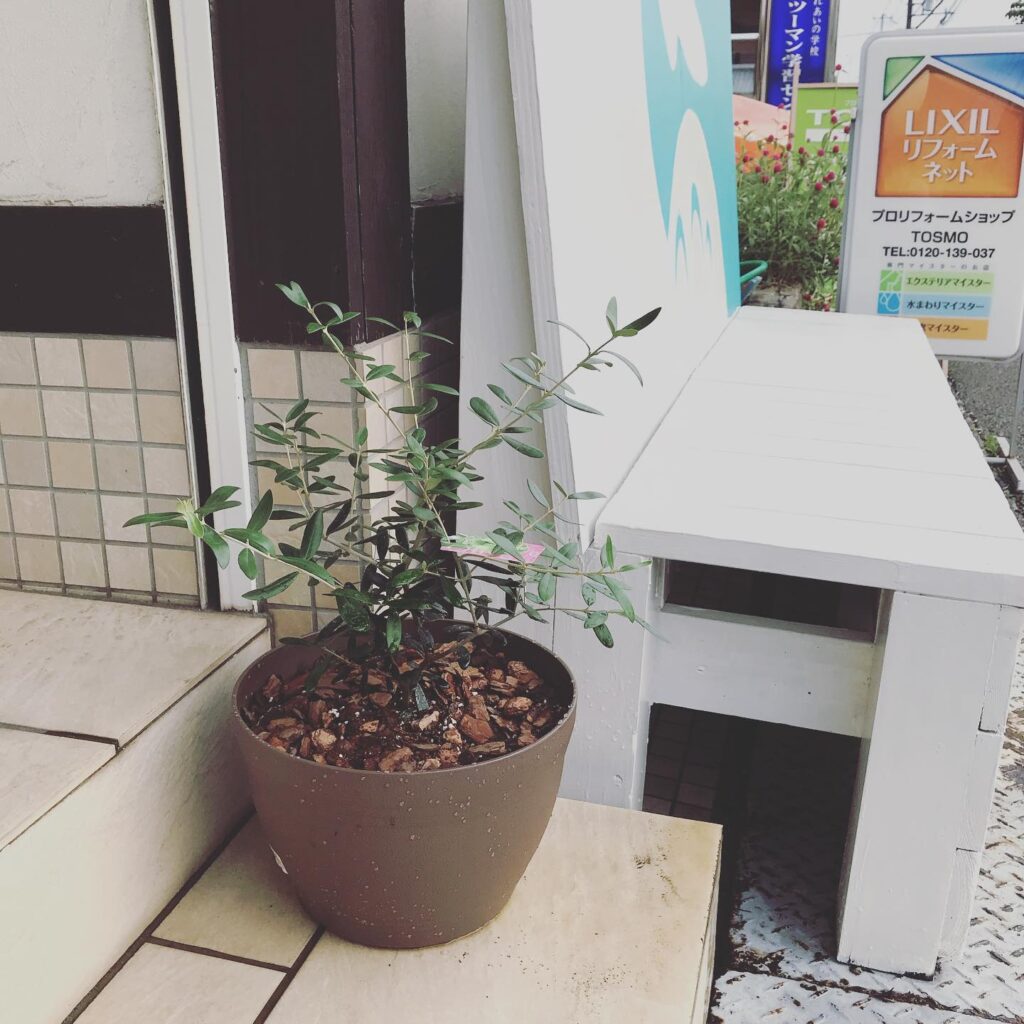 TOSMOのニューフェイスたち