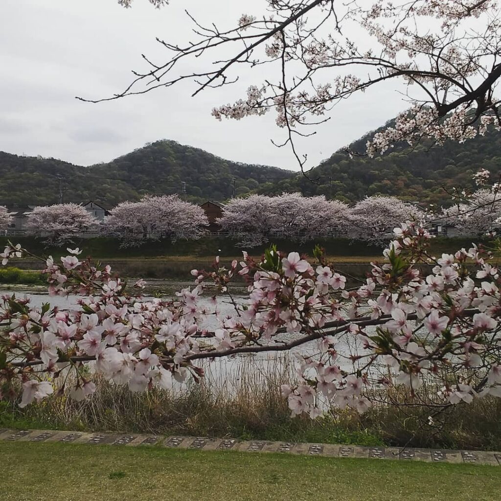 夢前川の桜並木2021年の桜も今日で見納め！ソーシャルディスタンス保ちながら花見されてた方多かったですね！！皆さん、今日もお仕事お疲れ様でした