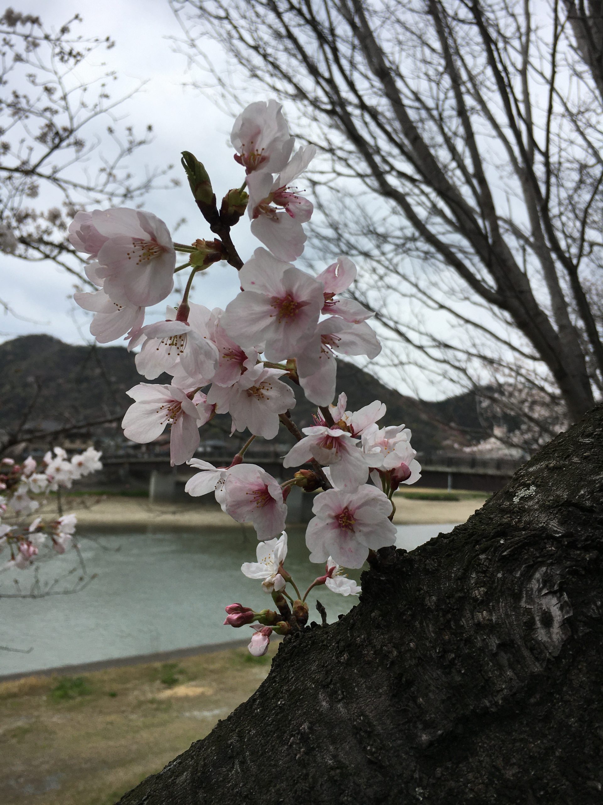 春にふさわしいリフォーム