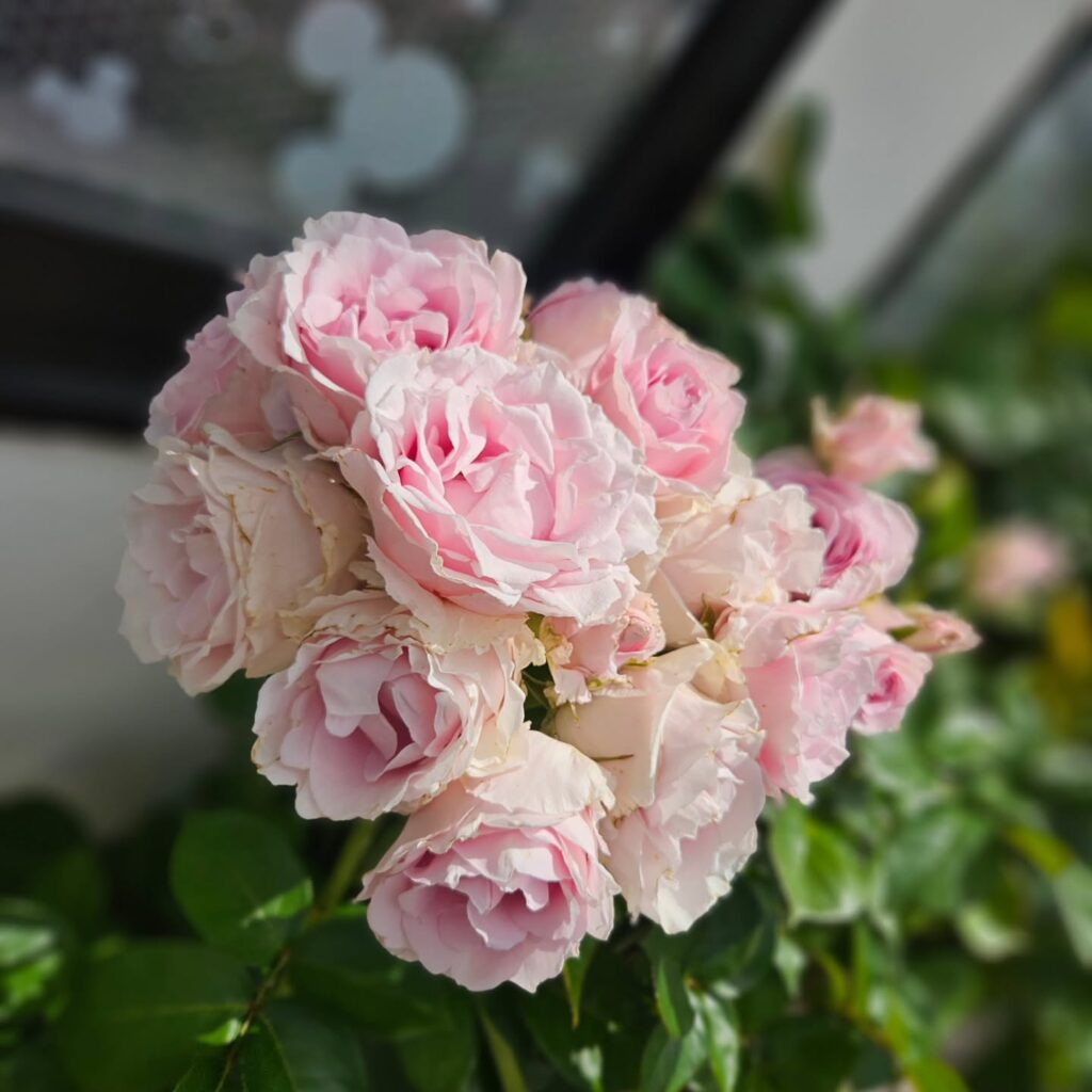 店舗紹介トスモでは、季節ごとにお花たちがお出迎えしてくれますピンクのバラの花言葉は、grace (しとやか、上品)gratitude (感謝)happiness (幸福)と言われています＊＊＊＊＊＊＊＊＊＊＊＊＊＊＊TOSMO（トスモ）では、姫路市近郊にお住まいのお客様にとって本当に必要なサービスの提供を心掛けていますプロリフォームショップTOSMO兵庫県姫路市広畑区西夢前台5丁目267–施工エリア–姫路市、太子町、たつの市、高砂市、加古川市、相生市電話 0120-139-037お気軽にご相談ください@smile_tosmo
